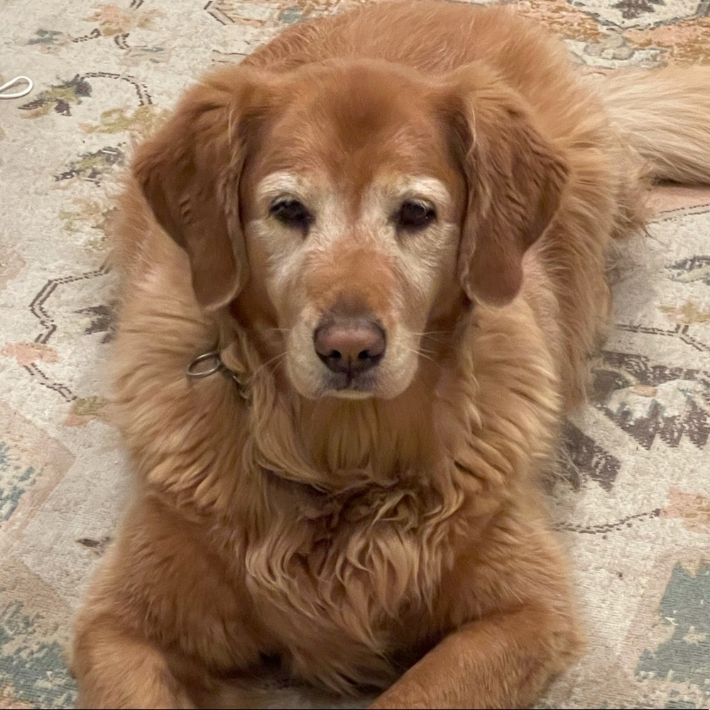 Meet your Posher, Renealab